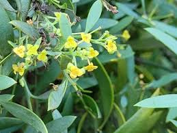 Image result for Osyris