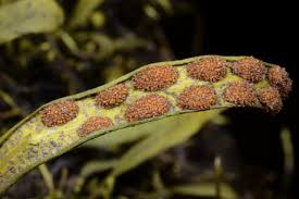 Image result for Pleopeltis macrocarpa