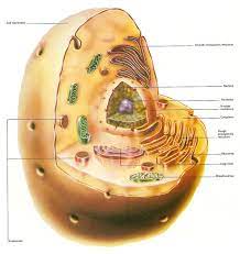From this we get many information about the plant and animal cell thank you for this information. Animal Cell