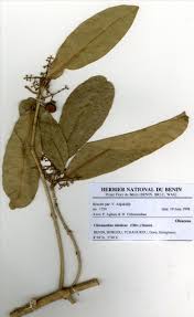 Image result for Chionanthus niloticus