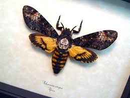 The infamous death head moth from the movie silence of the lambs. Real Framed Acherontia Styx Silence Of The Lambs Death S Head Moth Skull Butterflies Moths 1210musik Collectibles