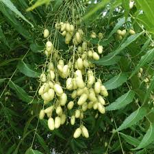 El árbol de neem es una planta extraordinaria que tiene interesantes propiedades medicinales y también insecticidas. Además, es un árbol de jardín muy interesante, ya que proporciona una agradable sombra. Pero, ¿cómo