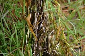 Image result for Agrostis taylorii