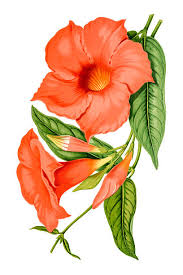 Image result for mandevilla obrázek