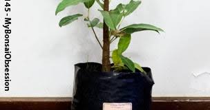 Image result for Ficus ingens