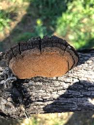 Image result for Phellinus rimosus
