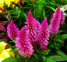 Celosia Cockcomb Flowers Flowers Plants Photo