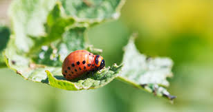 The advantages and disadvantages of different methods of pest control. 4 Benefits Of Organic Pest Do It Best World S Largest Hardware Store