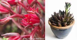 Senecio succulents bloom once in a year every summer. Echeveria Black Prince Care Growing Dark Succulent Echeverias