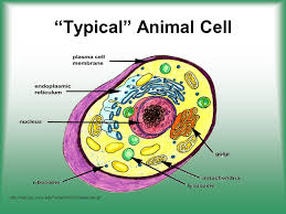 They also play a role in forming the spindle fibers of the chromosome of the cell during mitotic cell division. Cell Structure Function Ppt Download