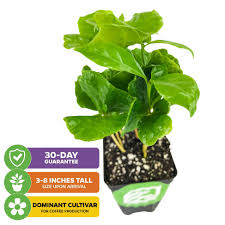 Image result for Coffea