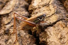 Crickets and grasshoppers are both orthoptera, and they look similar. Grasshoppers And Crickets The Wildlife Trusts