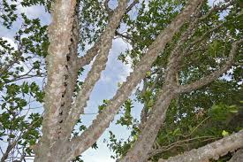 Image result for Ficus sansibarica