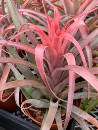 Image result for Barleria capitata