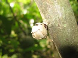 Image result for Uvariodendron