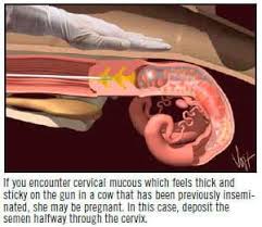 A I Technique In Cattle Cattle Ranching Cattle Dairy Cattle