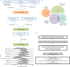 Breast cancer (bc) has been the most common cancer among women in hong kong since the early 1990's. Age Correlated Protein And Transcript Expression In Breast Cancer And Normal Breast Tissues Is Dominated By Host Endocrine Effects Nature Cancer