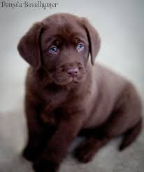 Golden retriever information including personality, history, grooming, pictures, videos, and the akc breed standard. Chocolate English Labrador Cute Baby Animals Labrador Retriever Puppies Cute Little Animals