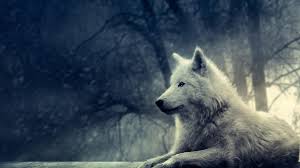 You're in the right place. Wolf Hd Wallpapers Wolf Images Free Download Cool Backgrounds