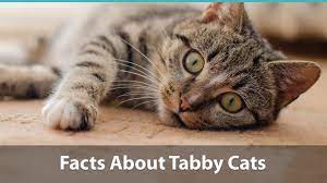 The chocolate (or brown) coat color is encoded by a recessive allele b of the primary gene for coat color (b/b/b1). Facts About Tabby Cats Traits Health Issues Price And Everything Else