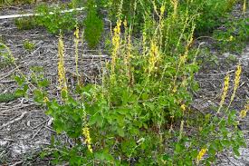 Image result for Crotalaria lotoides