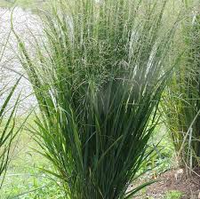 Image result for Panicum nervatum