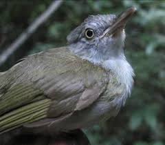 Image result for Commiphora fulvotomentosa