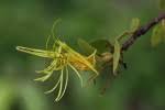 Image result for Erianthemum dregei