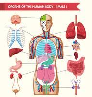Circulates blood around the body via the heart, arteries and veins, delivering oxygen and nutrients to organs and cells and carrying their waste products away. Diagram Showing Anatomy Of Human Body With Names 416502 Vector Art At Vecteezy
