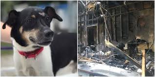 The Story Of The Hero Dog Zippy Who Saved His Family From Fire In 2020 Animal Books Rescue Puppies Dogs