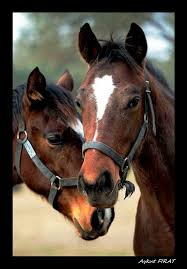 Pin By Mustafa Kemal On Hayvan Turleri Beautiful Horses Horses Animals