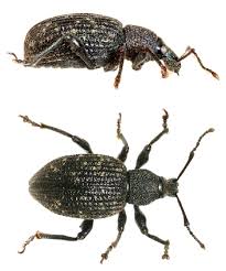 Image result for Vincetoxicum apiculatum