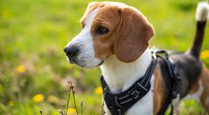Best Harnesses For Beagles Ratings Reviews Our 7 Favorites