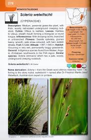 Image result for Scleria welwitschii