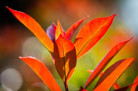 We did not find results for: How To Grow A Red Robin Plant Photinia Tips Advice