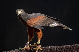 I have a small dog that likes to go out in the yard, but maybe i should put weights on her so a hawk can't carry her off? Harris S Hawk Lindsay Wildlife Experience