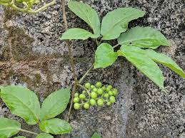 Image result for Cayratia gracilis