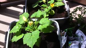 For vertical growing, it's best to choose a compact bush variety and choose a type that your family will enjoy eating. Grow Bigger Zucchini In Pots Easy And Quick Youtube