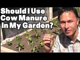 Manure is rich in nitrogen, organic matter and a variety of minerals, adding nutrition and tilth to the soil and ensuring rich harvests of green and happy vegetables. Should I Use Cow Manure In My Vegetable Garden More Organic Gardening Q A Youtube