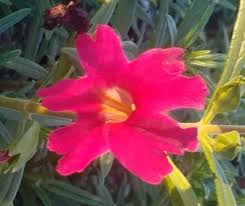 Image result for Mimulus