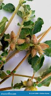 Image result for Glinus lotoides