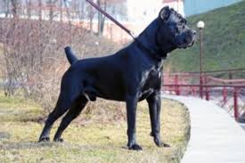 Italian mastiff puppies mastiff puppies for sale cane corso italian mastiff cane corso puppies long island ny crazy cats dog life labrador retriever pitbulls. Differences Between Cane Corso And Neapolitan Mastiff