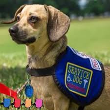 Medium Sized Dogs Service Dog Vest Official Vest For Your Small Dog