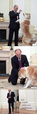 Find the newest putin dog meme. 80 Putin And Animals Ideas Putin Vladimir Putin Animals