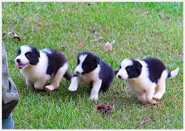 We place our puppies in homes as the puppies start enrichment activities with our advanced puppy curriculum. Barnes Border Collies