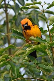 Image result for spotted breasted oriole