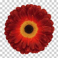 Fex bv is a young and dynamic export company specialized in export of cut flowers and pot plants to the eastern european market in countries such as ukraine and russia. Ø¨Ø§Ø¦Ø¹ Ø²Ù‡ÙˆØ± Ù‡ÙˆÙ„Ù†Ø¯Ø§ Ù‡ÙˆÙ„Ù†Ø¯Ø§ Png
