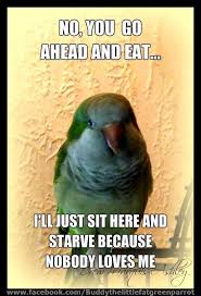 Quaker Parrot Love From Buddy Funny Parrots Parrot Pet Parrot