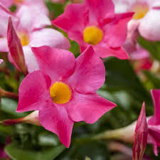 Dipladenien Sind Uber Viele Monate Farbintensive Dauerbluher Die Beliebte Pflanze Ziert Den Balkon Und Garten Mit Glanzenden Dunkelgrun Plants Flowers Rose