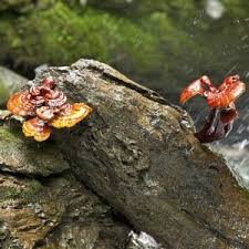 Image result for Ganoderma lucidum